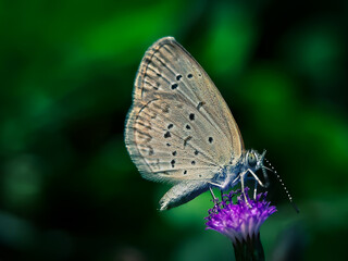 Little Butterfly | The beauty of a Butterfly perched on a flower with a very good appearance on a soft background