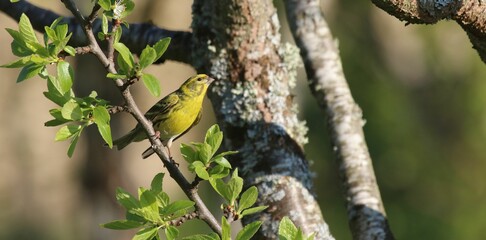 Serin cini - 2021 04 21 0903 - Yonne 7385 bis