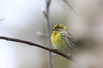 Serin cini - 2021 03 16 1121 - Yonne 1762