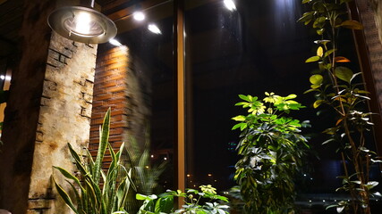Sansevieria of evergreen perennial herbaceous plants in a cafe in a bar against a brick wall