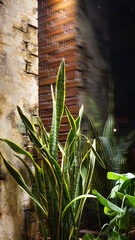 Sansevieria of evergreen perennial herbaceous plants in a cafe in a bar against a brick wall