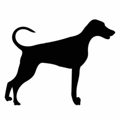 dog black silhouette, isolated, vector