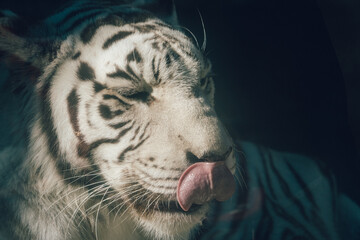 動物園　ホワイトタイガー　クローズアップ