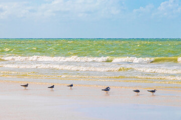 Birds seagulls at the beautiful Holbox island beach sandbank Mexico.