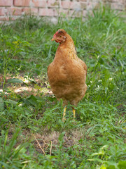 A small orange, crested chicken. Chicken in nature.