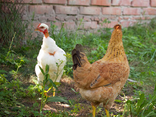 Two chickens among the herbs. Portraits of chickens.