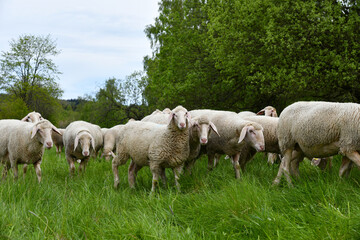 Schafherde am grünen Band