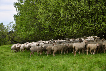 Obraz premium Schafherde am grünen Band