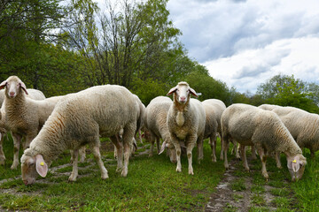 Schafherde am grünen Band