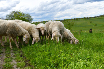 Schafherde am grünen Band