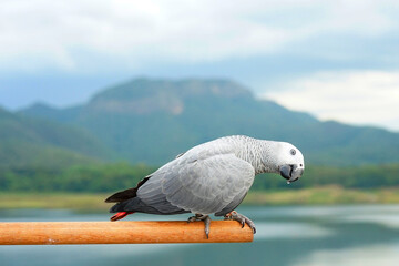 African gray parrot (Psittacus erithacus) on a perch a blurred natural background