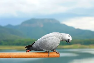 Poster African gray parrot (Psittacus erithacus) on a perch a blurred natural background © Jidapa
