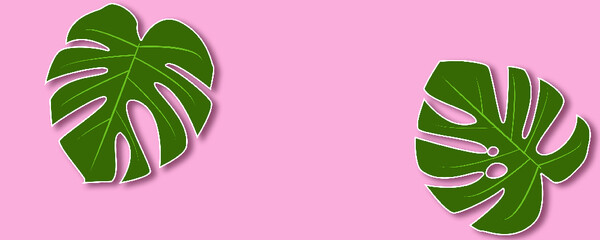 Monstera leaf on pink background