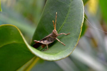 grasshopper on a leaf