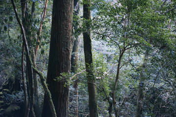 Winter Yaskuhima forest in Kyusyu Japan.