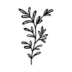 Sketch branch of leaves by hand on an isolated background