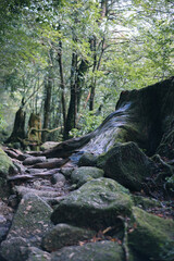 Winter Yaskuhima forest in Kyusyu Japan.