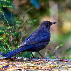 Close-up of a blackbird, Turdus merula, with selective focus