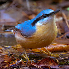 Close-up of a nuthatch, Sitta europaea, behind a brown autumn leaf against a blurred background