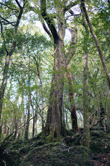 Winter Yaskuhima forest in Kyusyu Japan.