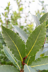Bay laurel (Laurus nobilis, Lauraceae) herb plant