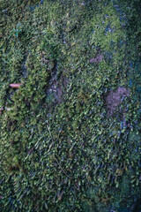 Winter Yaskuhima forest in Kyusyu Japan.