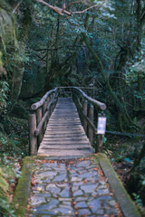 Fototapeta premium Winter Yaskuhima forest in Kyusyu Japan.