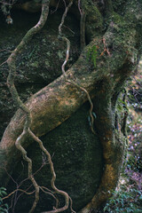 Winter Yaskuhima forest in Kyusyu Japan.