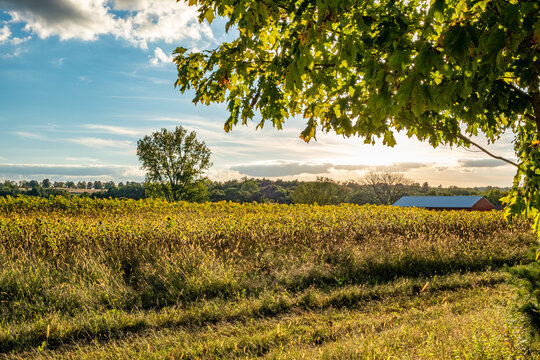 A field of sunflowers in rural Hardwick, Massachusetts