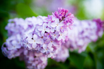 Lilac spring flowers bouquet purple background art design.