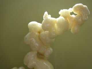 Polyurethane Foam