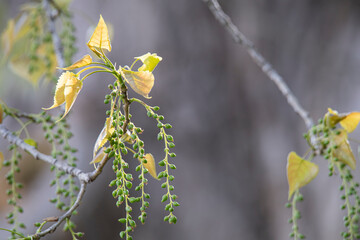 close up of catkins on a black poplar tree