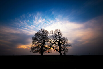 silhouette of trees on a sunset background