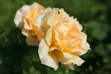 Flower of orange rose in the summer garden. Beautiful rose in the sunshine. Yellow garden rose on a bush in a summer garden. Orange roses on fresh green leaf background with shallow depth of field