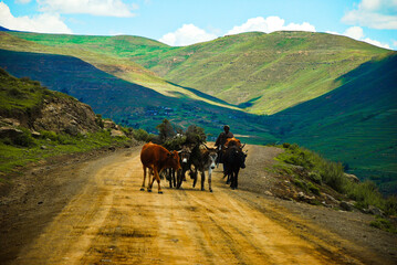 Horses herders in Lesotho Kingdoom South Africa