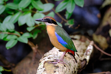 Mangrove Pitta