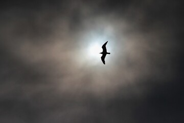 bird into the sun