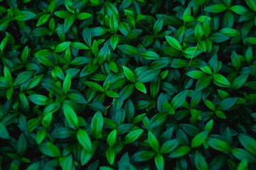 Fresh green foliage. Small leaves of a young shrub. Natural back