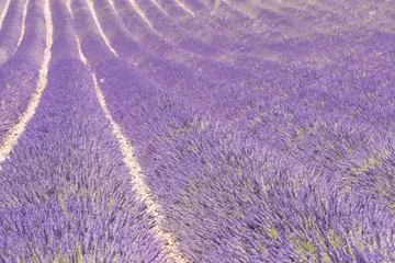 Rolgordijnen Lavender field in France © Fyle