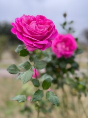 pink rose in garden