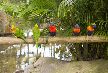 Rainbow lorikeet