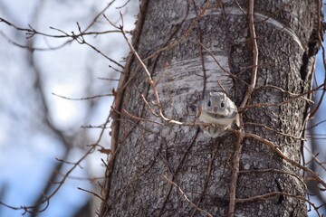 北海道のモモンガ