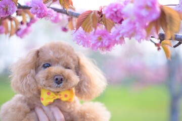 八重桜とトイプードル