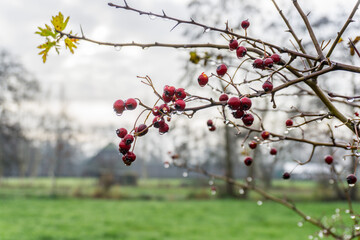 Closeup red berries tree branches with droplets