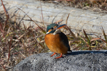 左上を向くカワセミ
