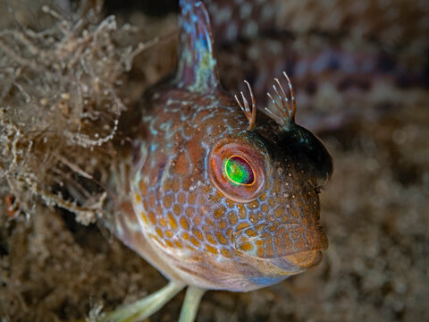 Variable blenny, Variabler Schleimfisch (Parablennius pilicornis)