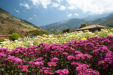 field of flowers on a farm in South America