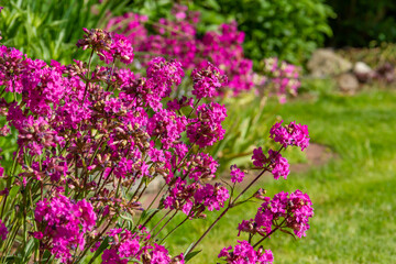 Pink Purple Flowers Lychnis viscaria. Flowering plant in the garden .