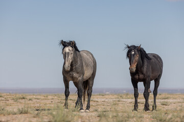 Fototapeta na wymiar Beautiful Wild Horses in the Utah Desert in Summer