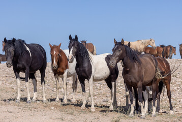 Fototapeta na wymiar Beautiful Wild Horses in the Utah Desert in Summer